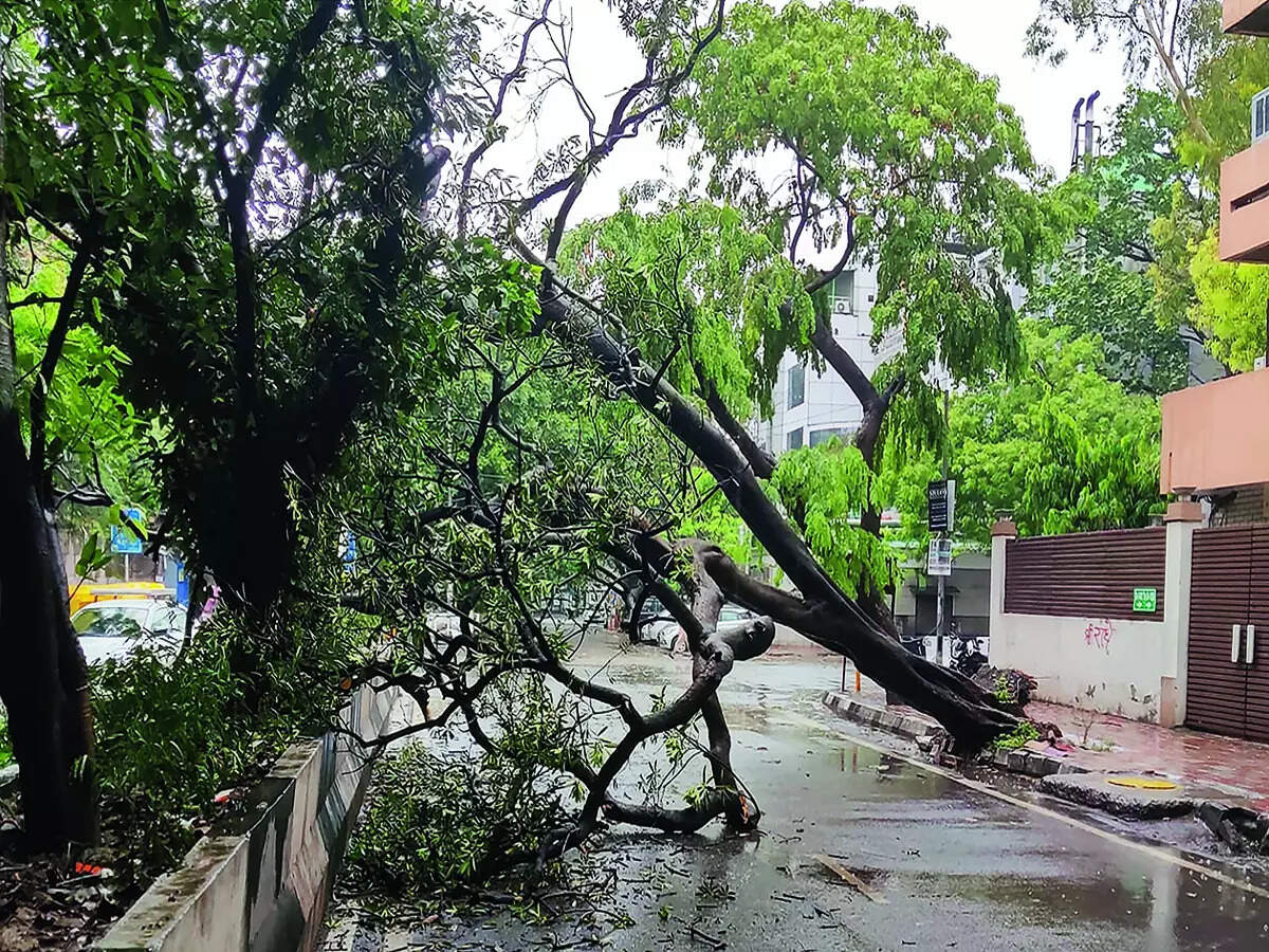 Pruning delay costs city as tree falls turn deadly