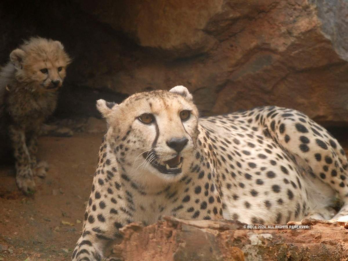 Supreme Court Allows Centre To Bring African Cheetah To Suitable