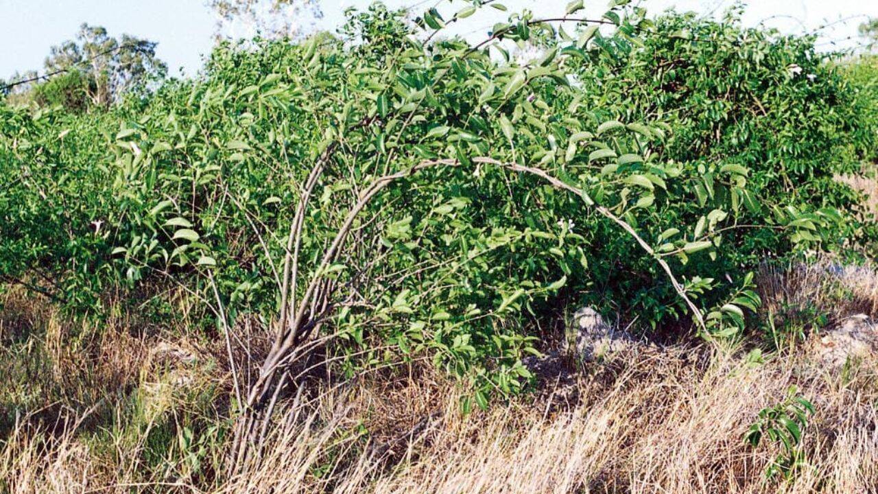 How did the Madagascar vine become a wartime rubber crop