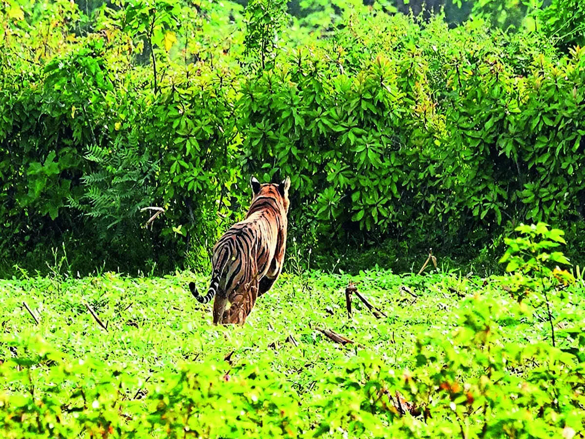 Linear casualties - Vimarsana News