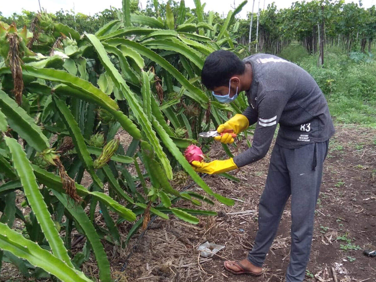 Gujarat: Dragon fruits are juicy delight for farmers | Rajkot News ...