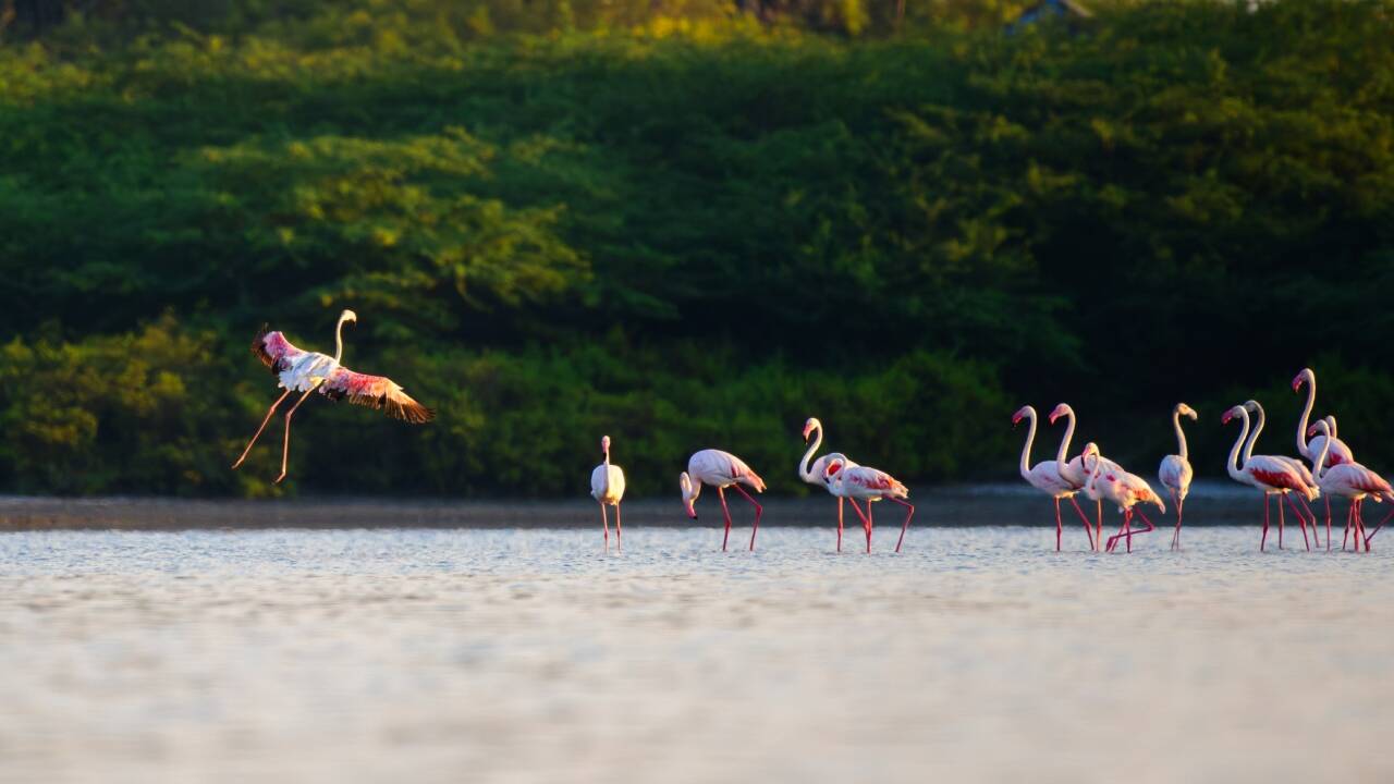 Texas’ vanished bird island is back — and 2,500 nesting pairs have returned