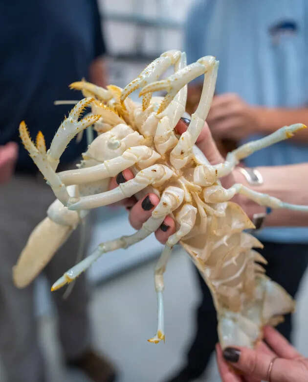 Researchers are analyzing more than 15,000 genes to study Casper’s unusual shell color.