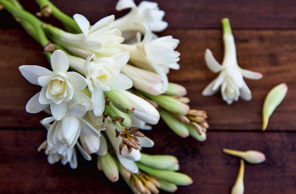 The Tuberose's Cage