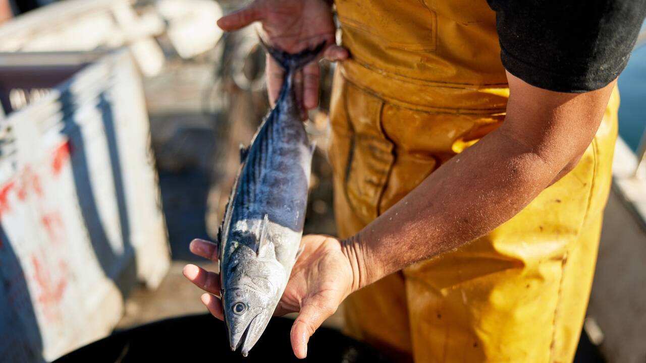 Southern California anglers are catching fish usually found farther south