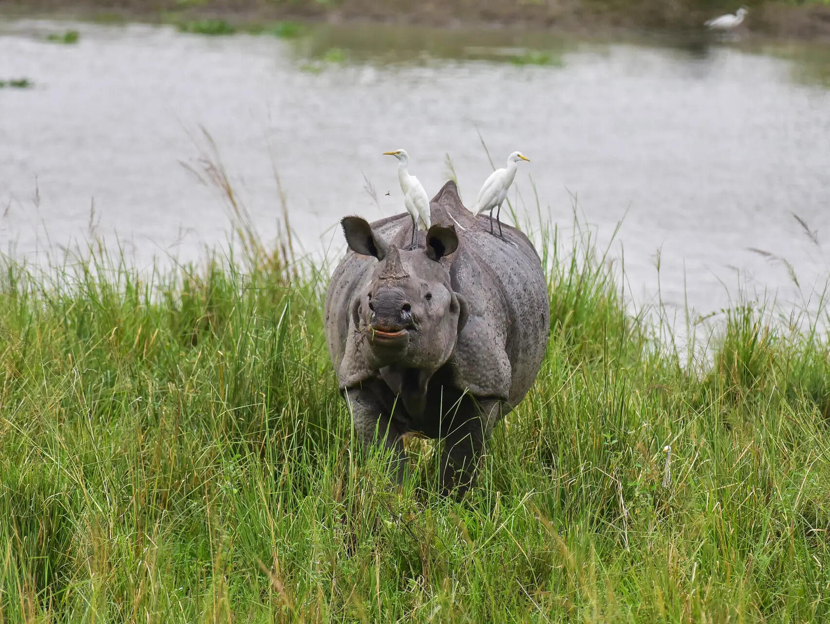 Nagaon, Oct 05 (ANI): A one-horned rhinoceros grazes at Kaziranga National Park,...