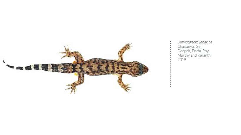 Dravidogecko janakiae, a reptile, discovered in Munnar in 2019 is named after Kerala-born Janaki Ammal, the first Indian woman to obtain a doctorate in Botany.