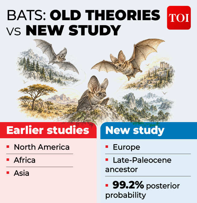 A new bat family tree<br>
