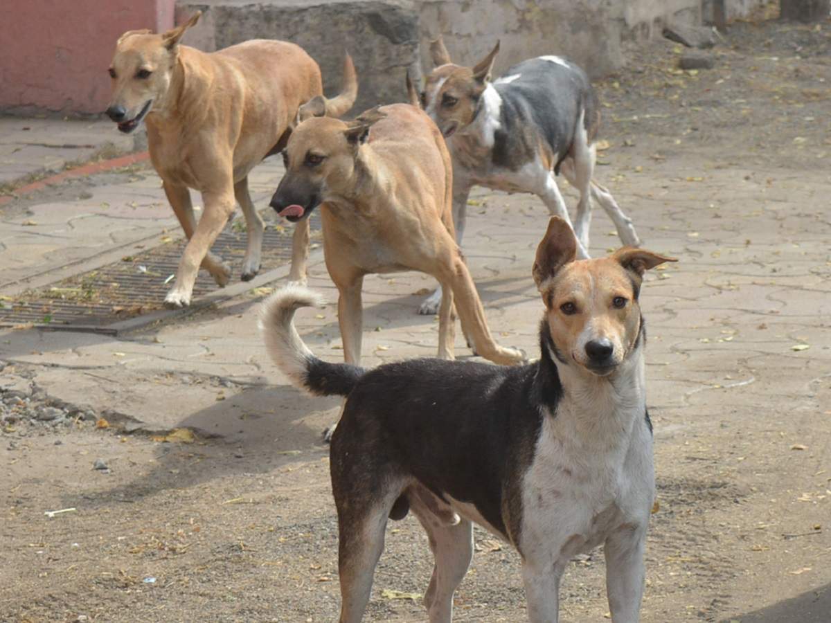 West bengal: Dog bites five-year-old inside NRS Hospital and Medical ...