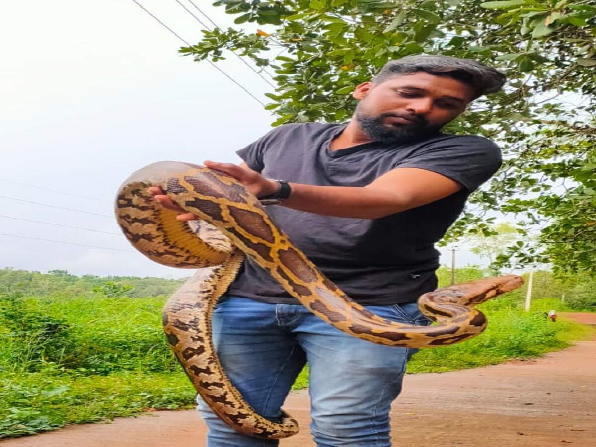 Python rescued in Karnataka's Puttur