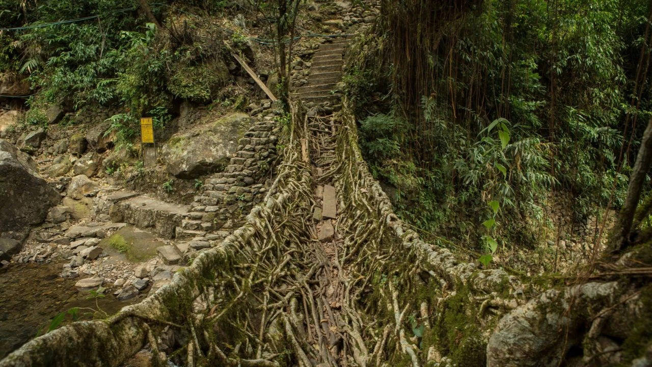 Living Root Bridge