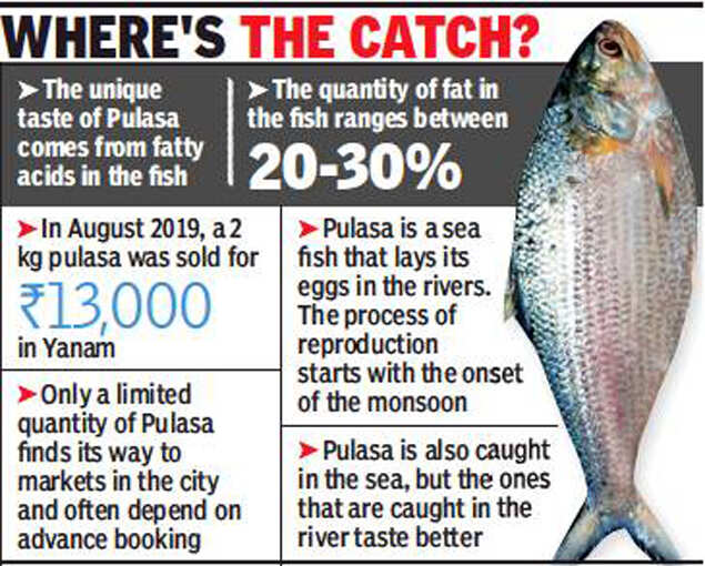 Fishy biz Traders pass off Hilsa as Godavari Pulasa Visakhapatnam