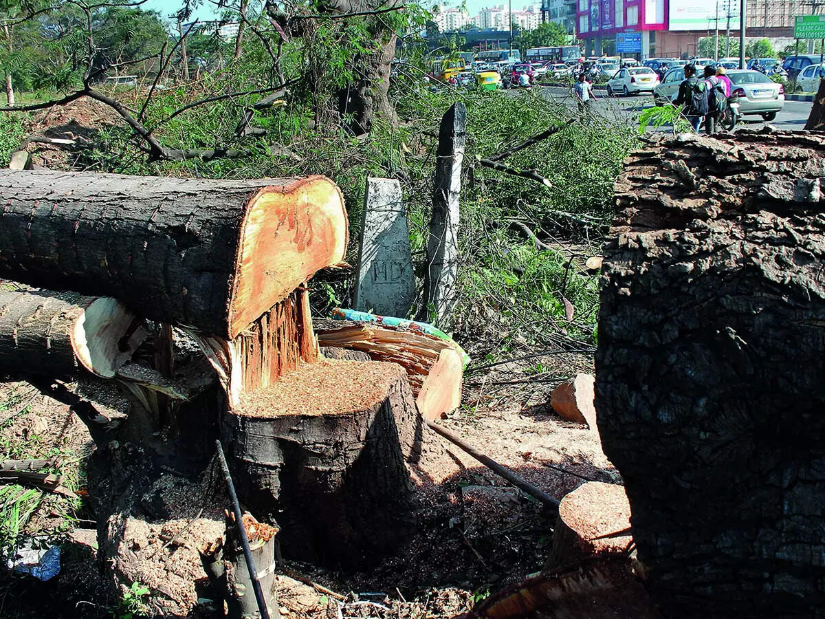 The licence to chop away, for sake of development