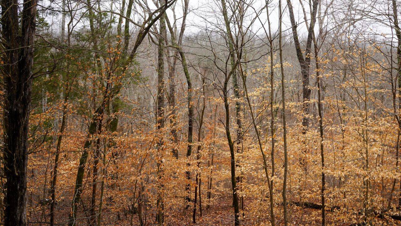 How a couple protected their Tennessee river cabin for the future