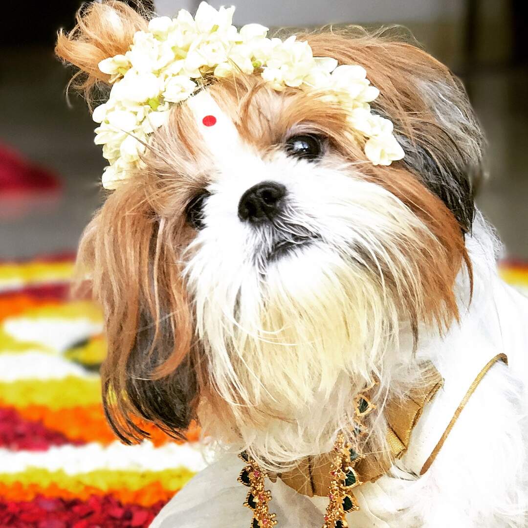 Shih Tzu Price In Kochi Shih Tzu Dog