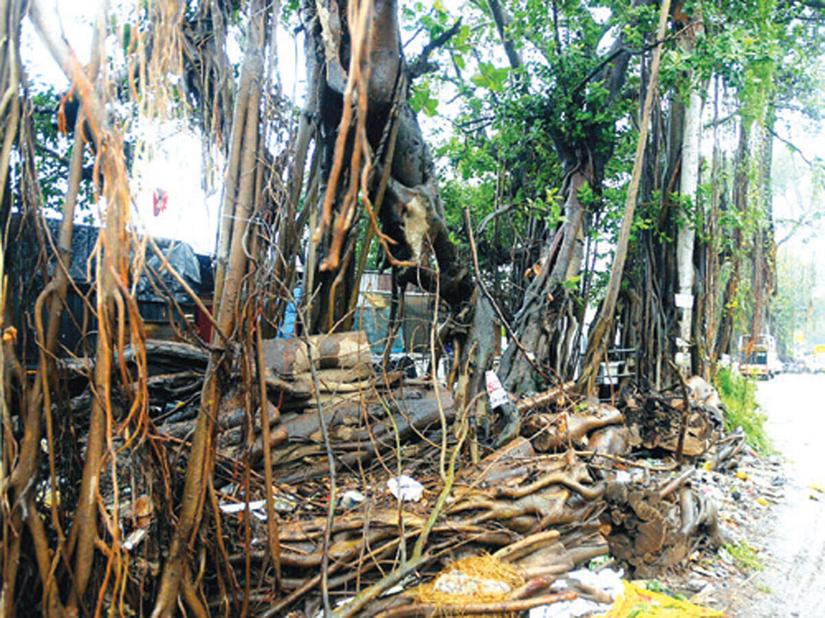 Last green patch near Nanded Phata now faces the axe - Vimarsana News