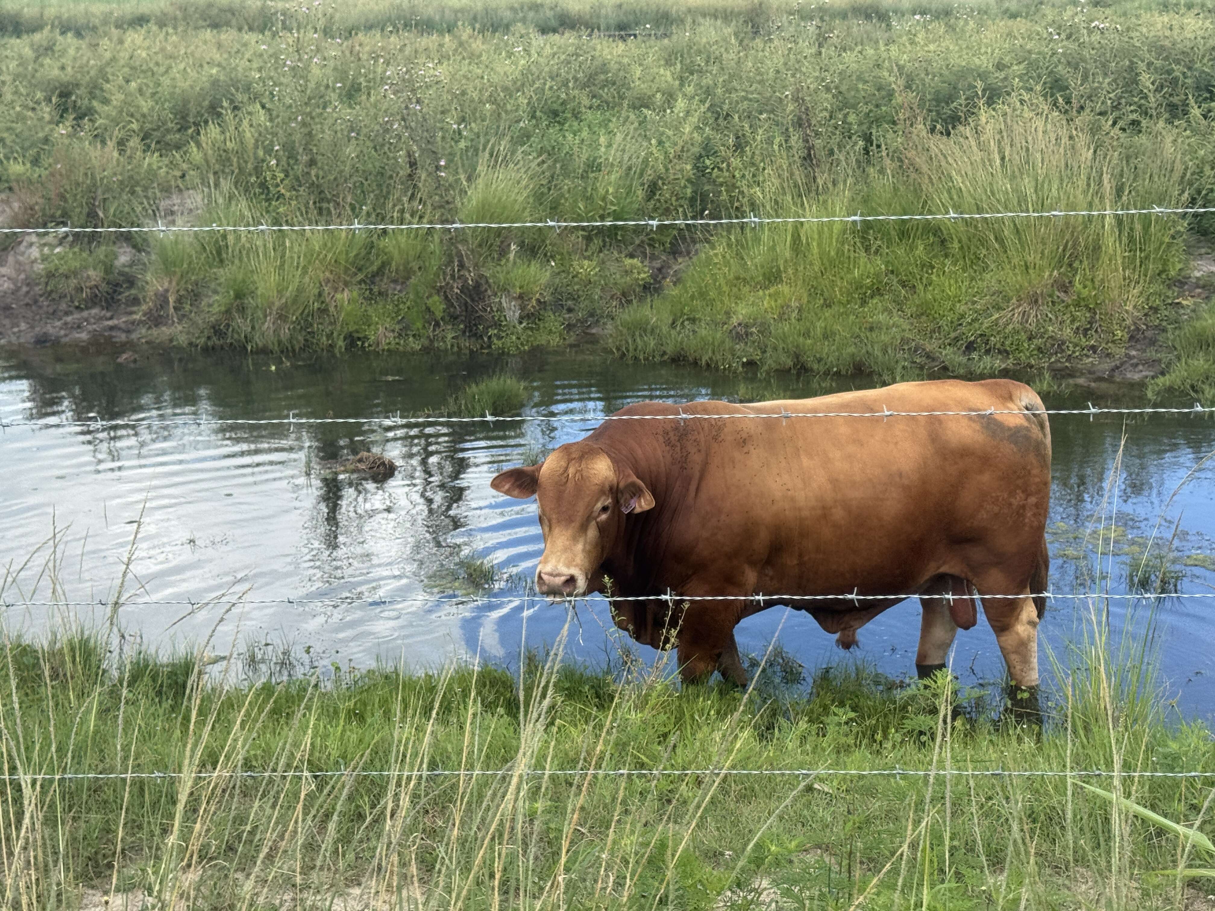 Adams Ranch in Florida has grown from a small cattle operation founded in 1937 into a 50,000-acre family-run ranch.