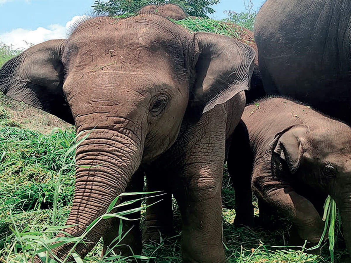 Now, you can adopt a zoo animal for a day