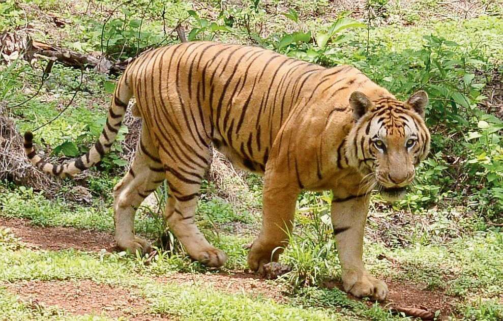 tigers: Size matters: Tigers survive better in larger areas, research says