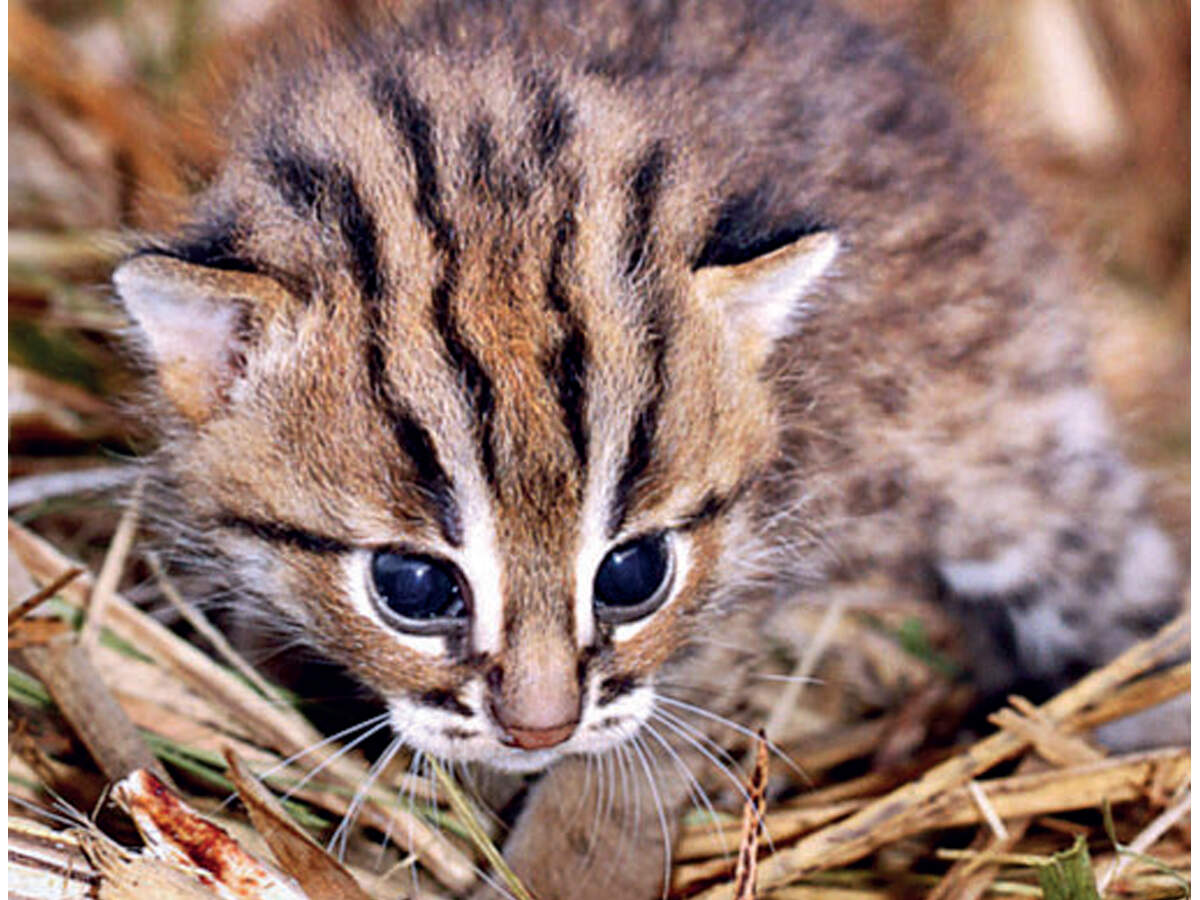 26 wild rusty-spotted kittens reunited with mothers - Vimarsana News