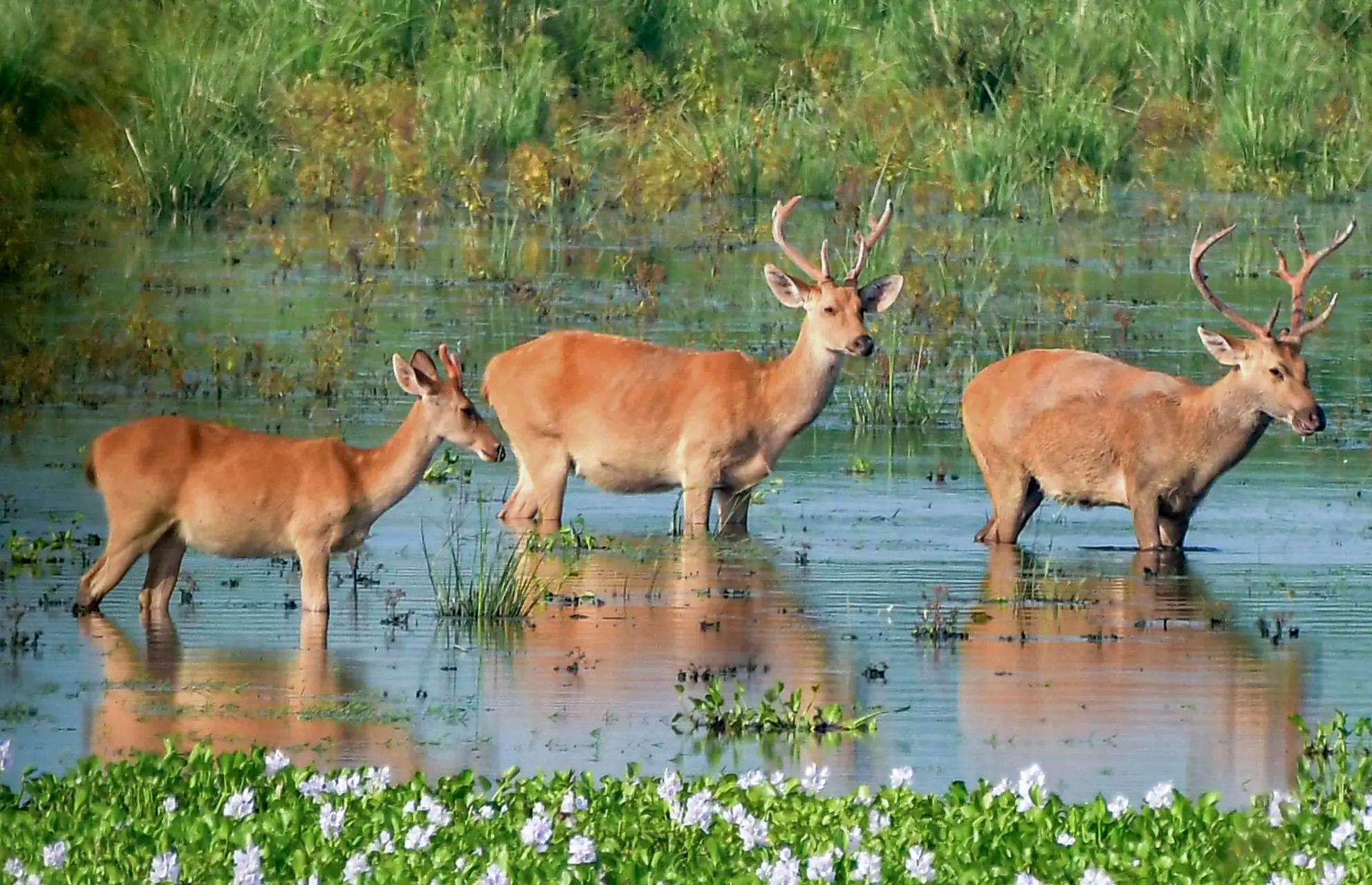 Deers