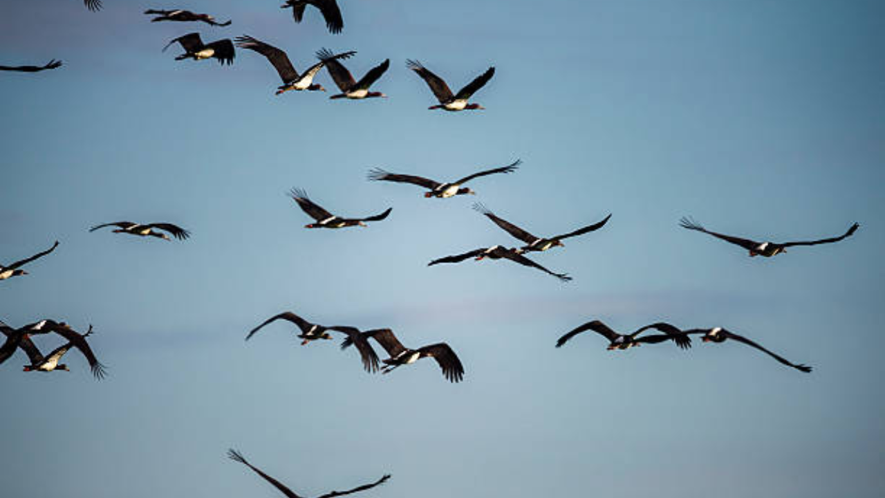 A remarkable avian spectacle transforms South Sudan<br>