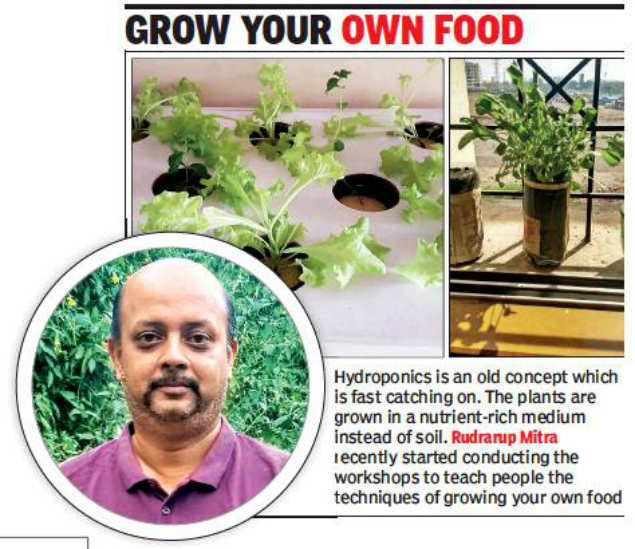 41 Year Old It Professional Spreads Awareness About Hydroponics Pune News Times Of India