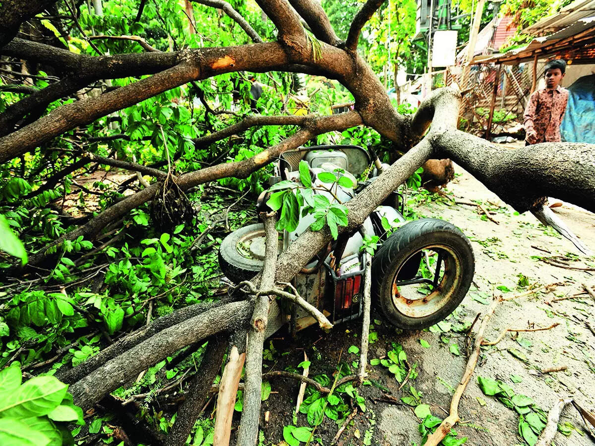 towns mirror: The Towns Mirror Special: Green comes crashing - Vimarsana News