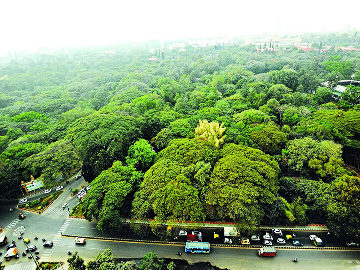 no-need-for-experts-bbmp-can-count-trees