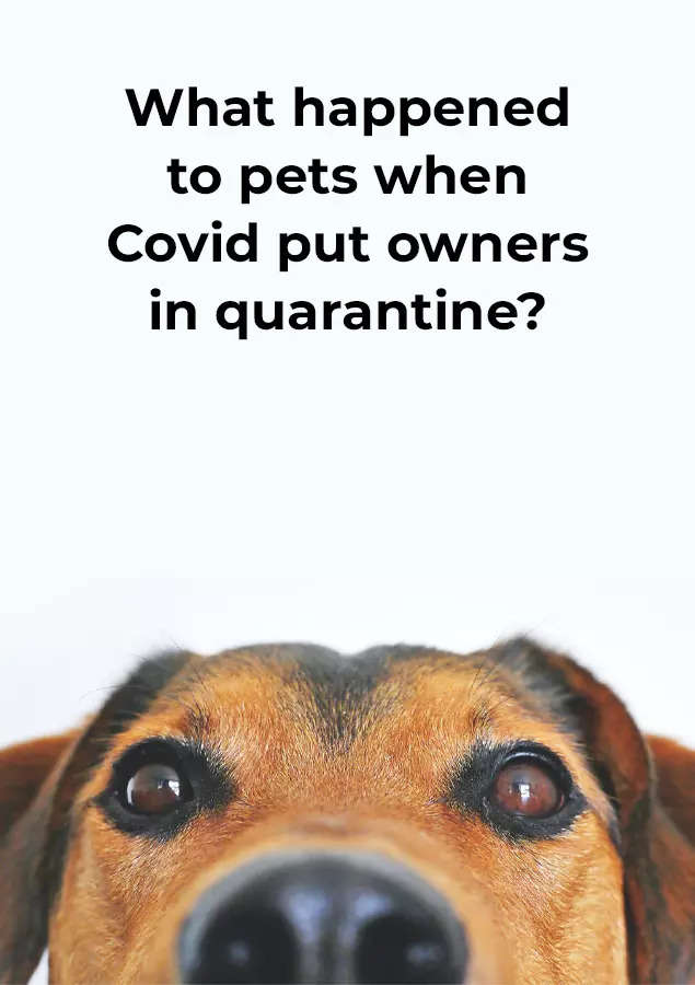 What happened to pets when Covid put owners in quarantine? | India News -  Times of India