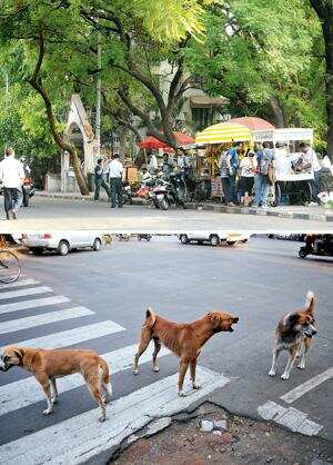 guntur: Andhra Pradesh: Stray dogs maul four-year-old to death in ...