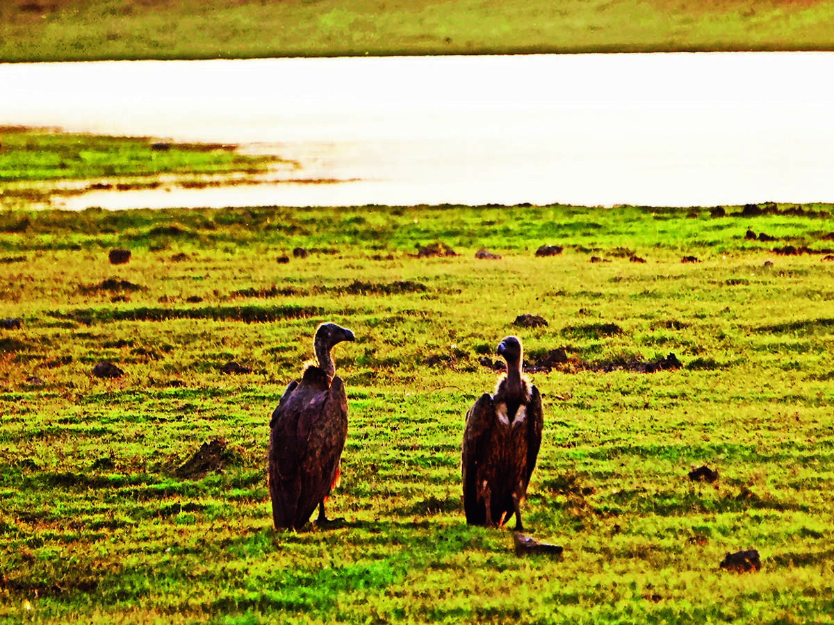 Birds of a feather