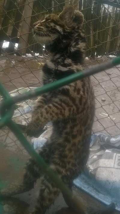 Leopard cub captured alive in North Kashmir