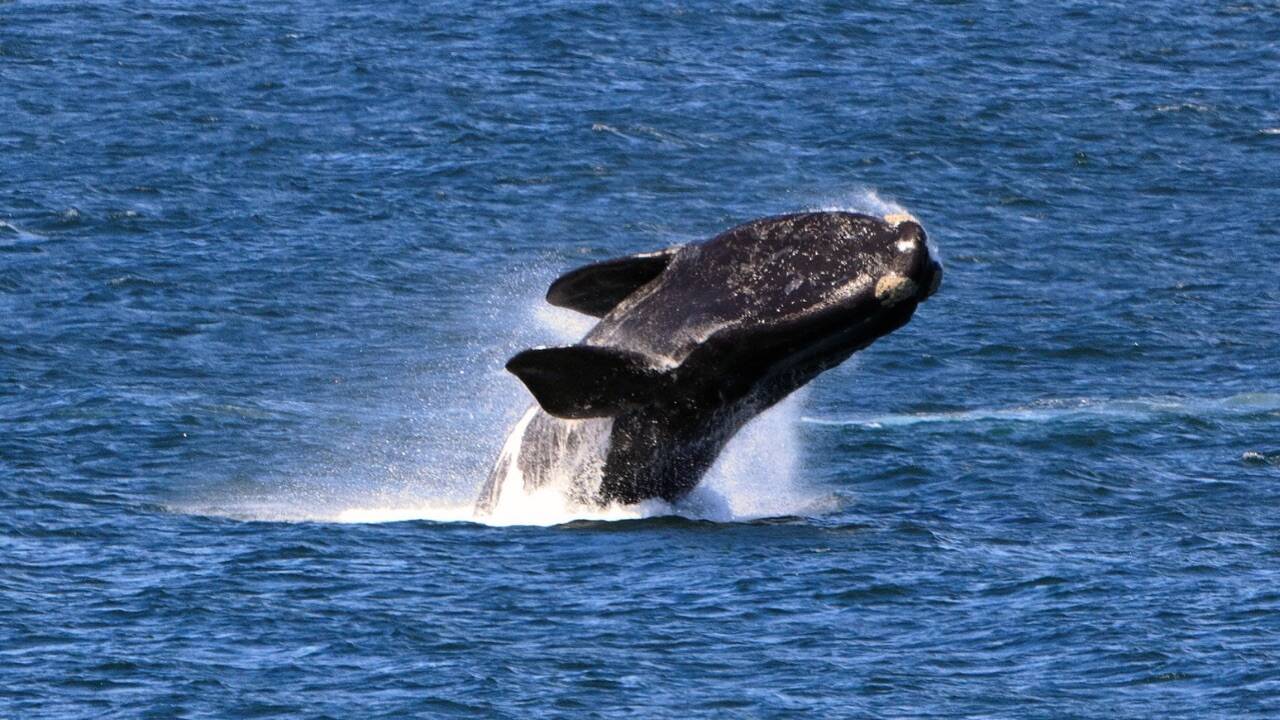 <br>Hundreds of baby whales have died off the coast of Argentina this year, and scientists are now scrambling to understand what is killing the young calves in one of the world’s most important whale nurseries
