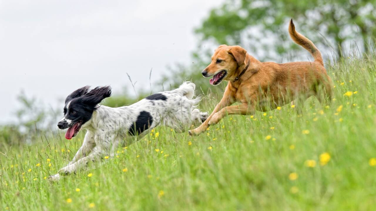 ​<strong>From sheep to dogs: Farmer turns £300-a-year field into £400-a-week business</strong>​