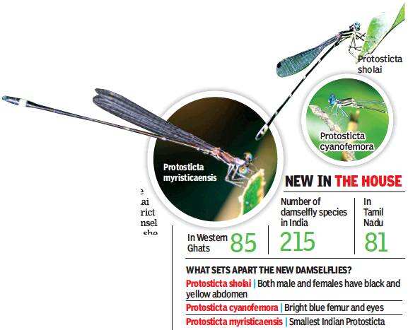 Tamil Nadu Three New Damsels Leave Scientists Abuzz Chennai News Times Of India