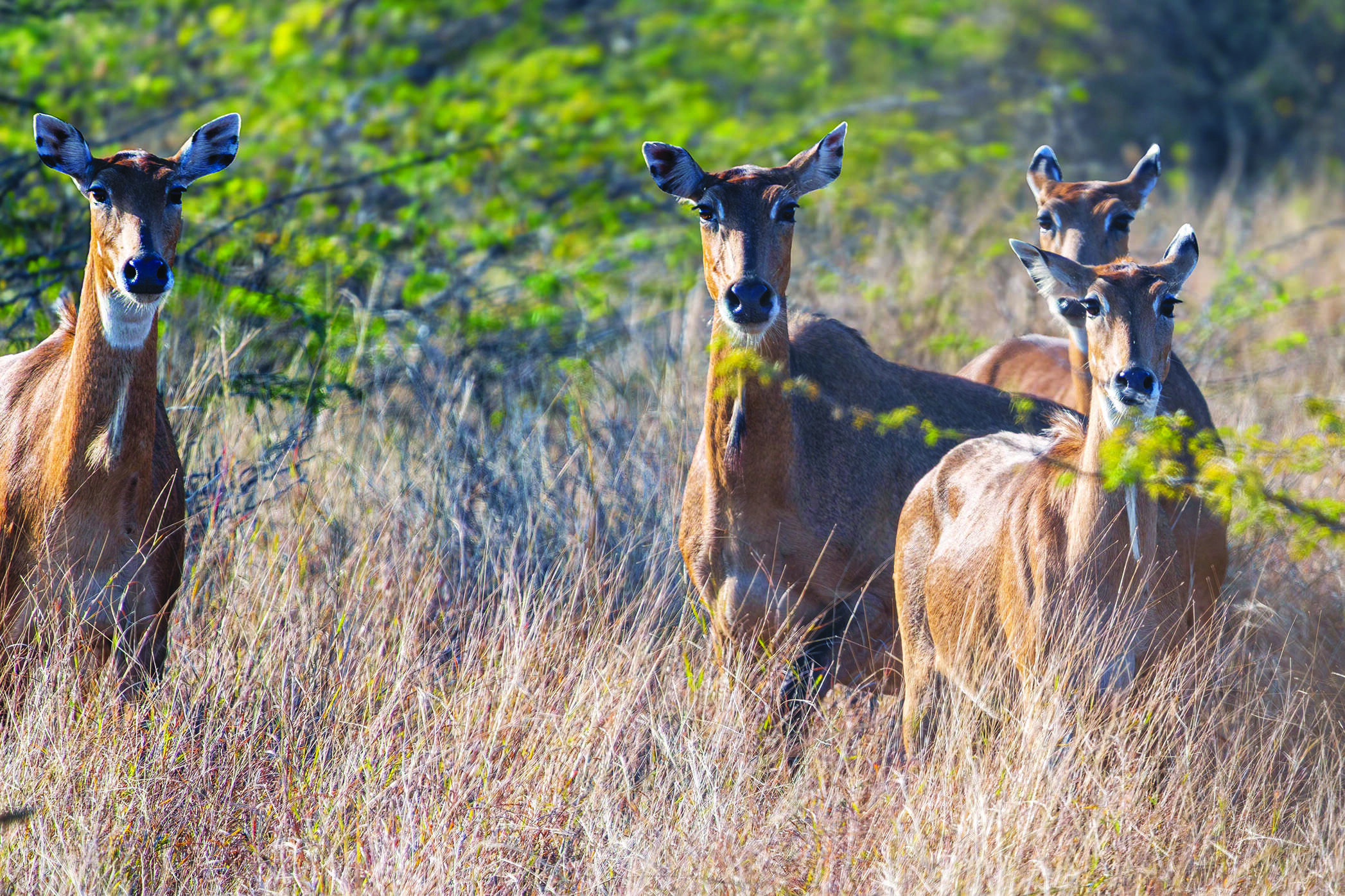 Forest Fires and Wildlife: The Surprising Impact in Western and Eastern Ghats