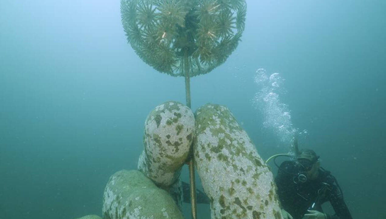 Since the museum opened, more than 100 species of marine and plant life have been recorded around the sculptures. Dolphins and sea turtles, along with a range of fish and invertebrates, are also found.