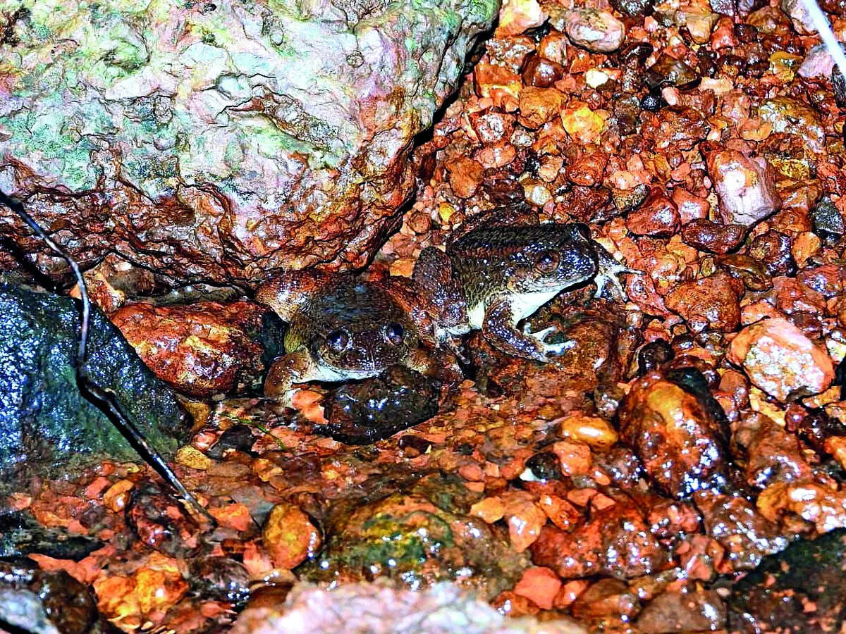 Same, but different: Meet, newly-identified Kali night frog