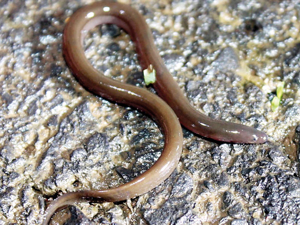 Unique snake-like fish may go extinct in Western Ghats