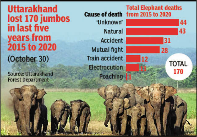 170 elephants died in Uttarakhand in five years, nearly two dozen this ...