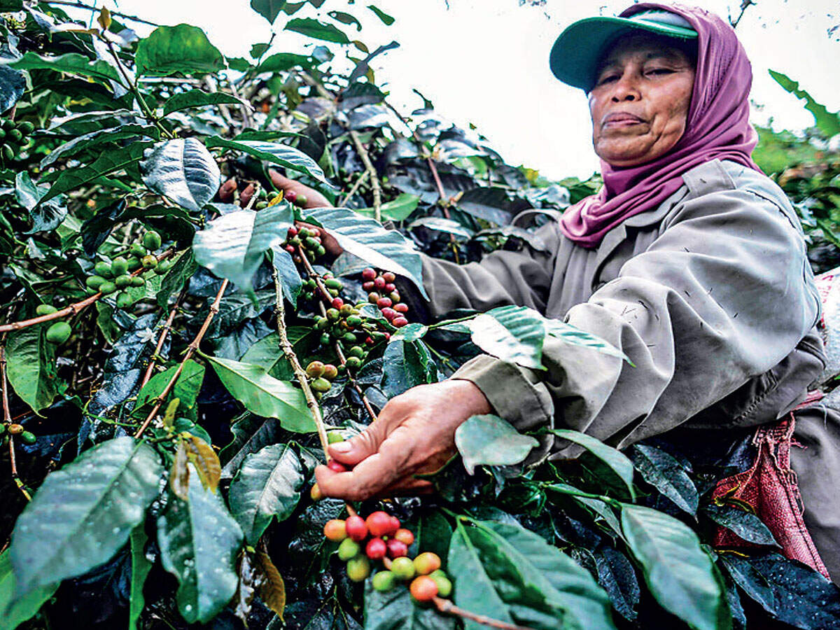 coffee farmer Climate change could make coffee more expensive
