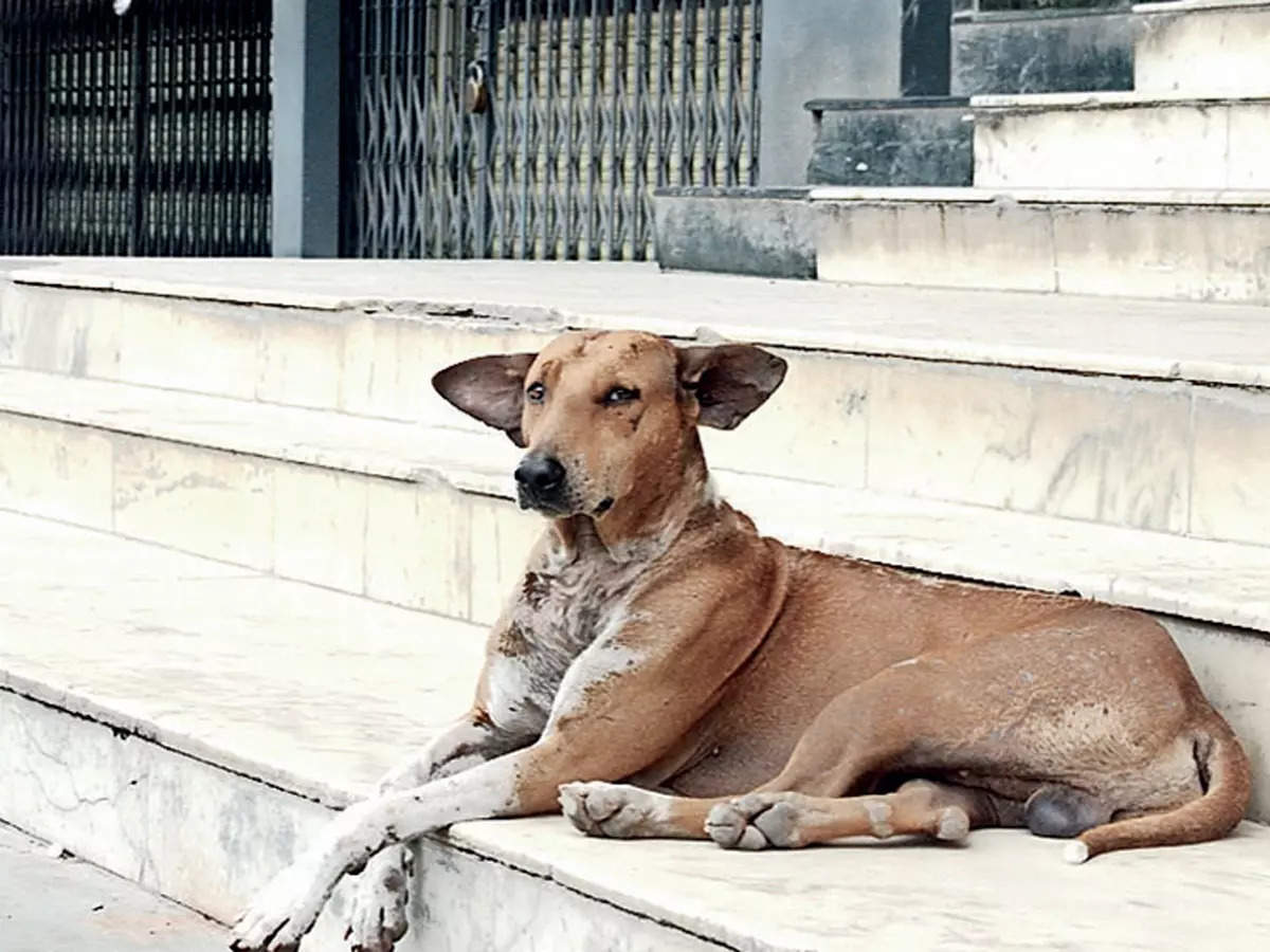 thalaghattapura: Don't go easy on animal cruelty: Activists