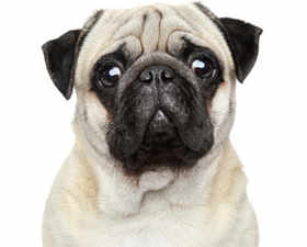 SMOC2: Here’s why pugs and bulldogs have flat faces