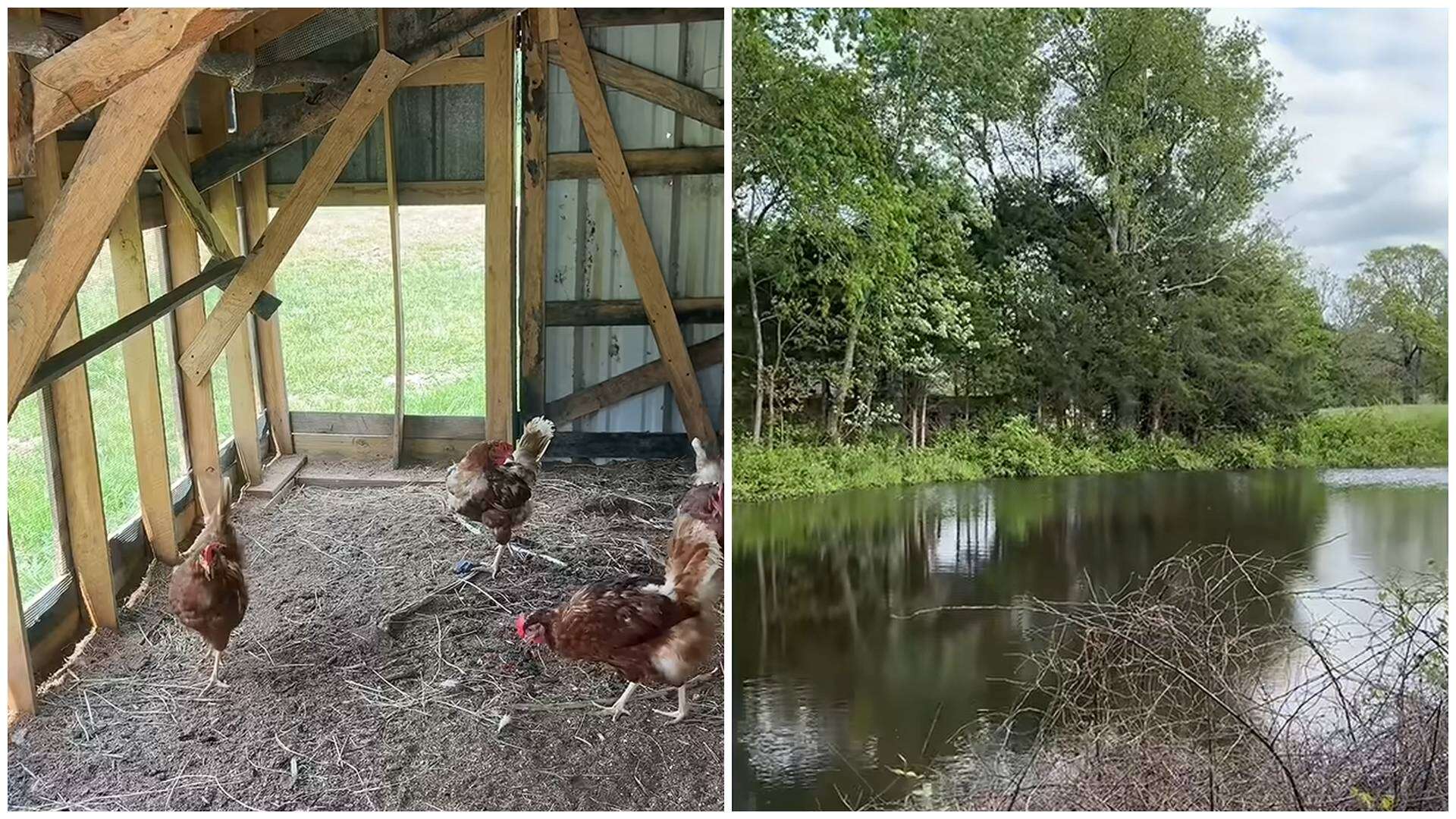Daisy hopes to preserve her family’s legacy while restoring the old farm and raising livestock.