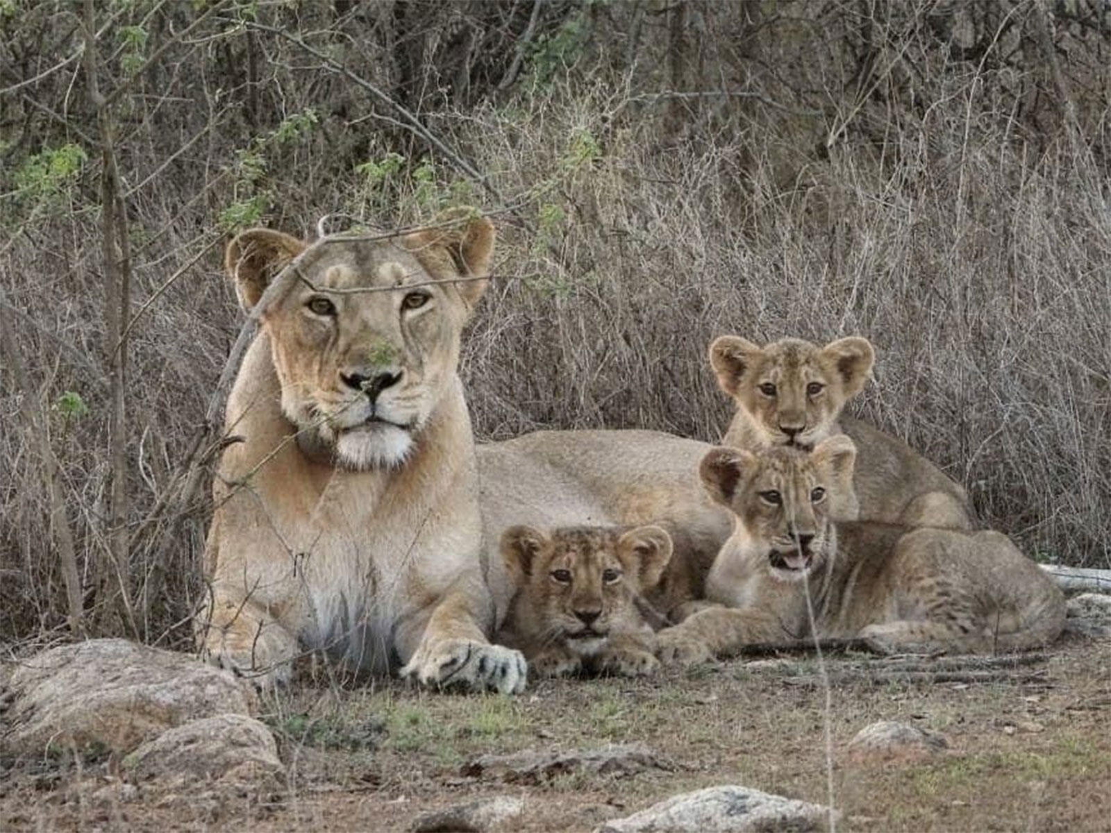 Gujarat: Barda forests emerge as new ‘second home’ for Asiatic lions; study finds habitat suitable for long-term population