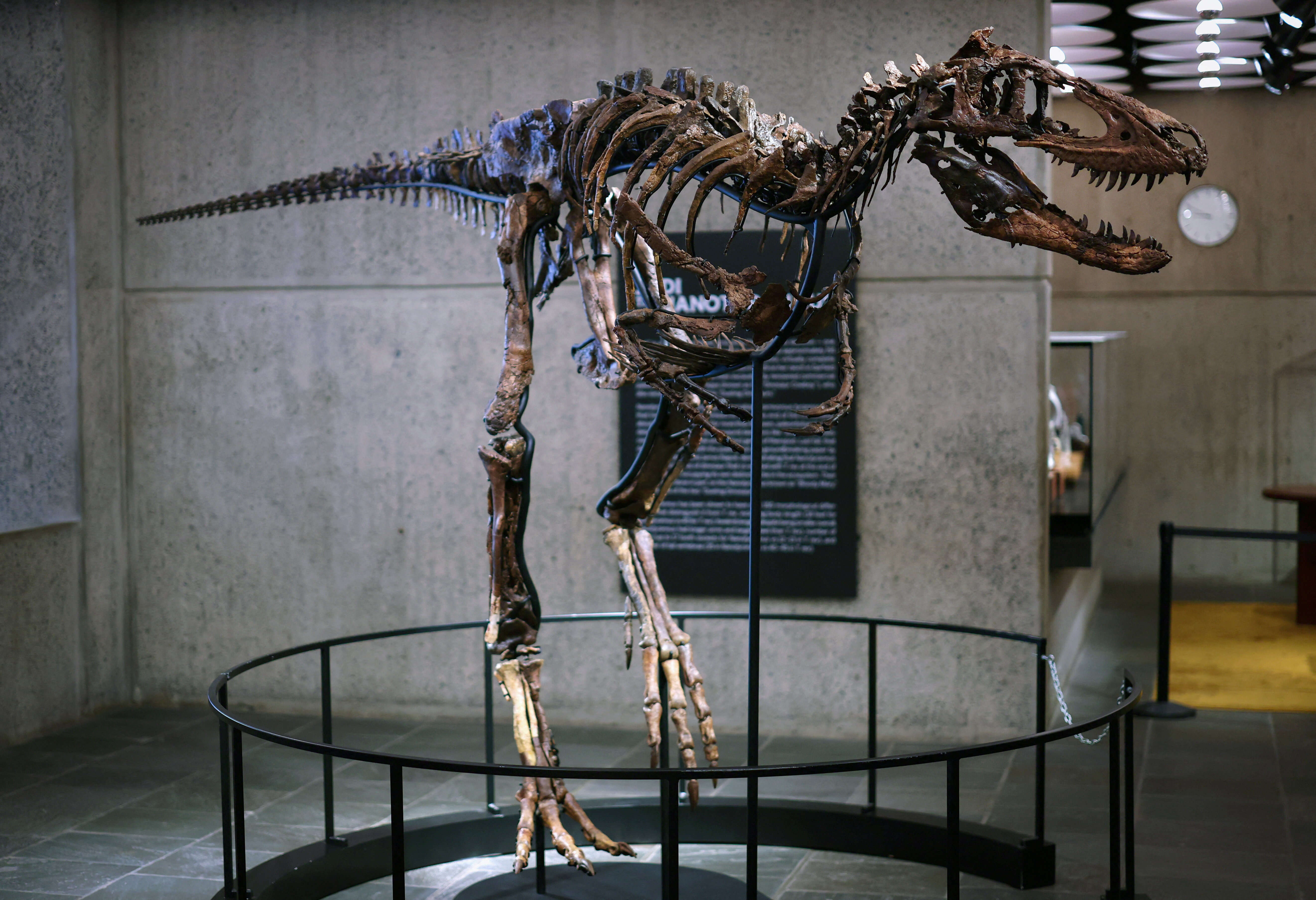 "Jodi" a rare mounted skeleton of Nanotyrannus ahead of auction at Sotheby’s in New York