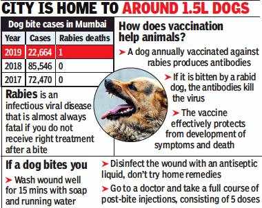 Mumbai Pup Scratched Rabies Victim Didn T Bite Him Mumbai News Times Of India