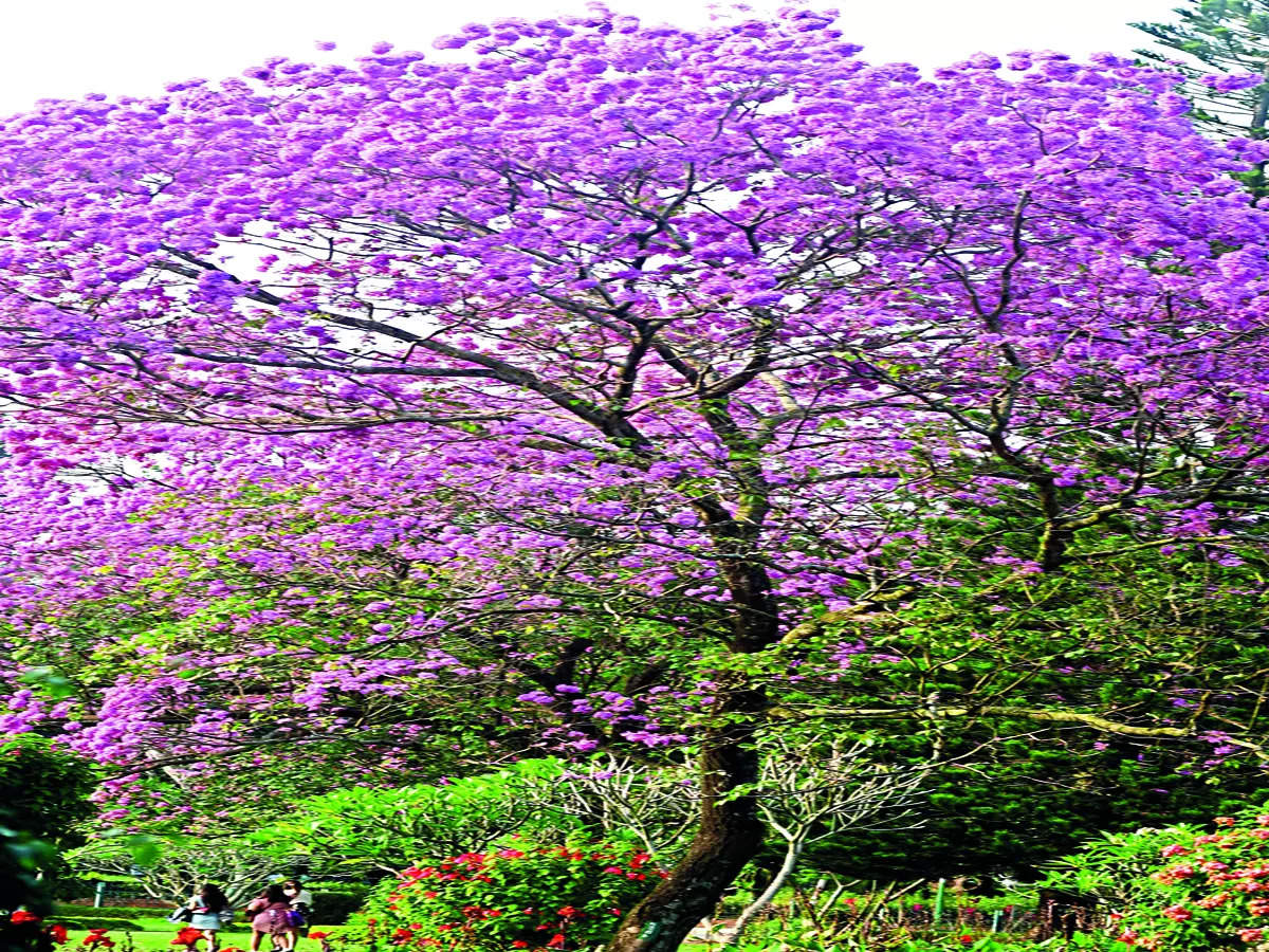 kannada-tree-names-now-in-kannada