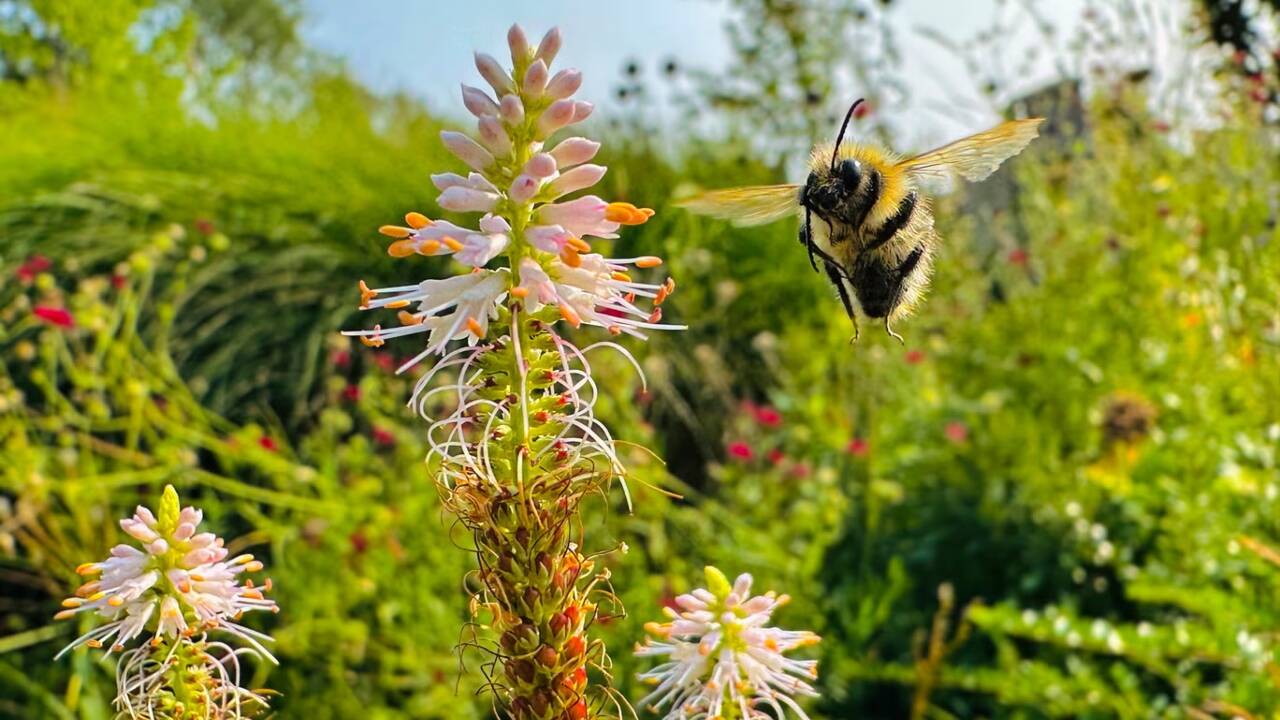 <strong>Flight of the Bumblebee</strong>